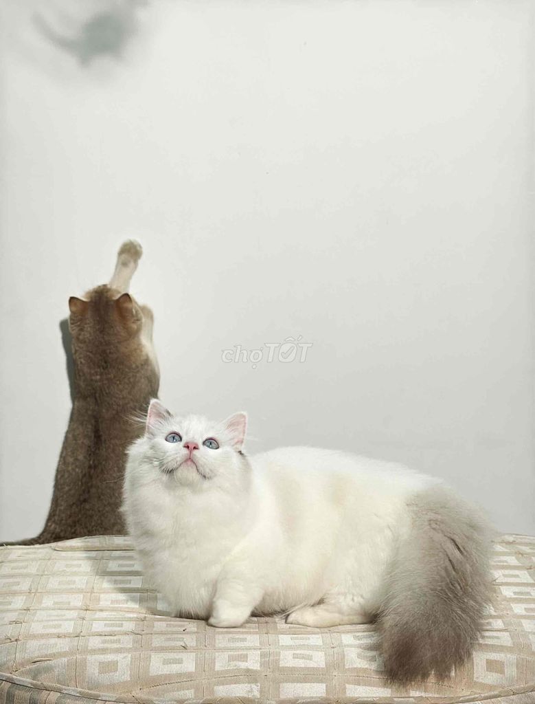 Phối mèo ragdoll chân lùn. Mua bán Mèo tại Quận 1 Tp Hồ Chí Minh được đăng bởi Bo hình 1