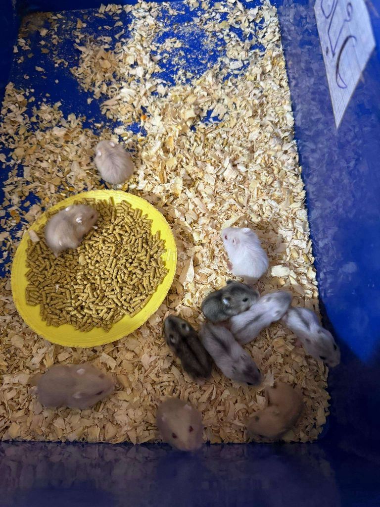 Chuột Hamster