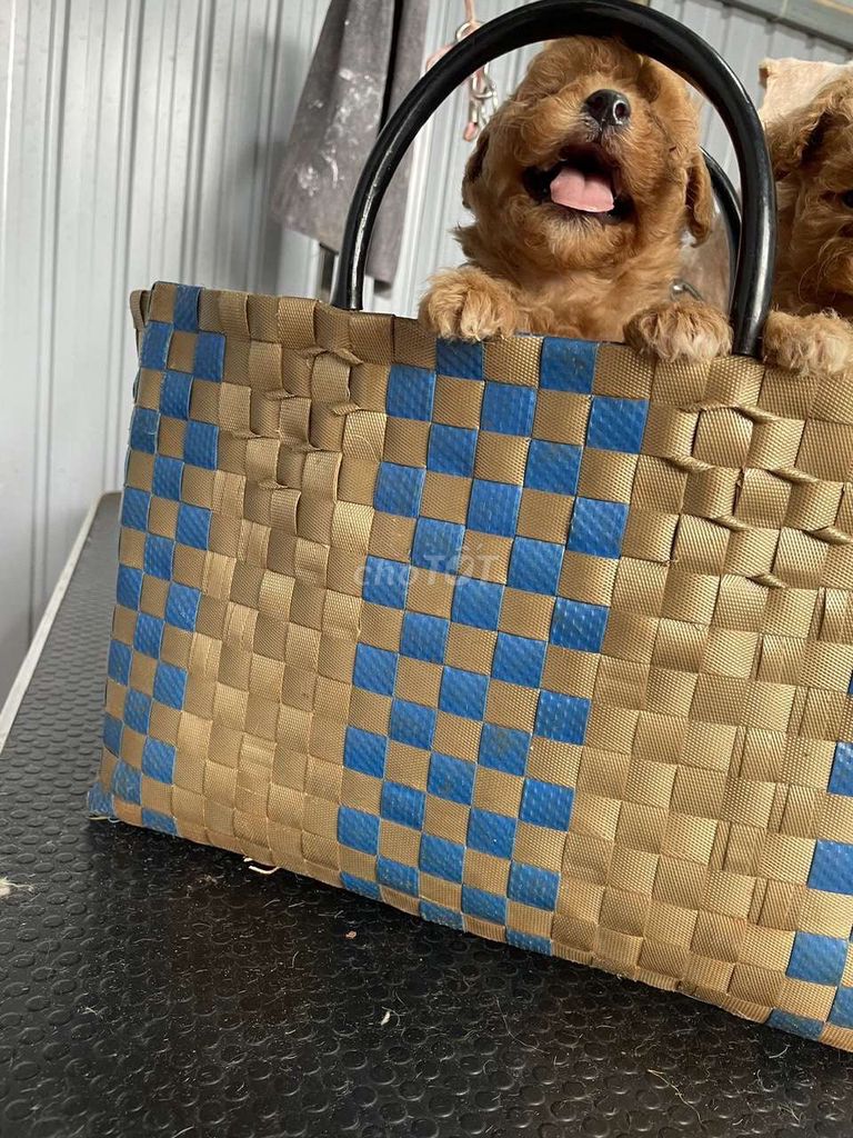 cần bán bé poodle đực 1,5 tháng tuổi. Mua bán Chó tại Huyện Krông Năng Đắk Lắk được đăng bởi Huyền Trang hình 1