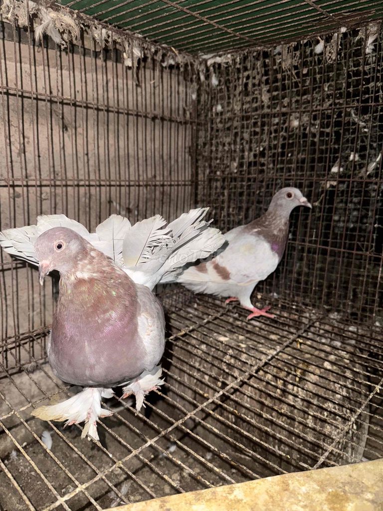 Chim bồ câu cảnh giống khỏe mạnh. Mua bán Chim tại Huyện Bắc Tân Uyên Bình Dương được đăng bởi Bồ Câu Bình Dương hình 1
