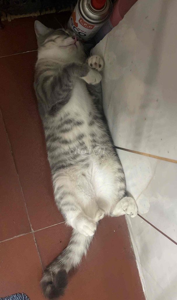 Mèo Anh Lông Ngắn Xám Vằn Vân Đốm , Dễ Thương. Mua bán Mèo tại Quận 7 Tp Hồ Chí Minh được đăng bởi Minh Sang hình 1
