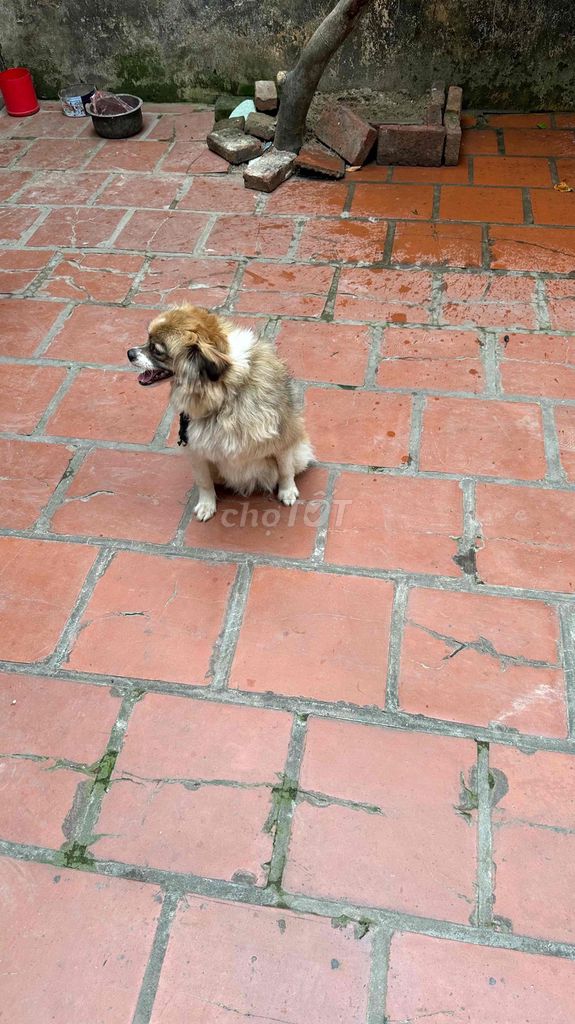 Chó Nâu trắng. Mua bán Chó tại Huyện Mê Linh Hà Nội được đăng bởi duy phan hình 1