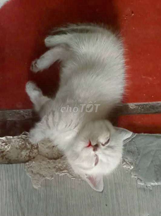 Mèo Munchkin Trắng. Mua bán Mèo tại Quận Thốt Nốt Cần Thơ được đăng bởi Vựa Mèo Xinh giá luôn rẻ  bhsk  tốt  hình 1