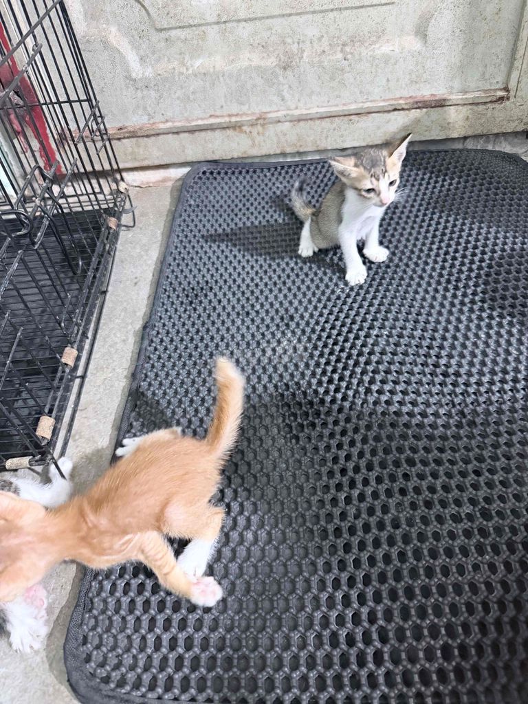 Tìm nhà cho các con. Mua bán Mèo tại Quận Bình Thạnh Tp Hồ Chí Minh được đăng bởi Anna Trang hình 1