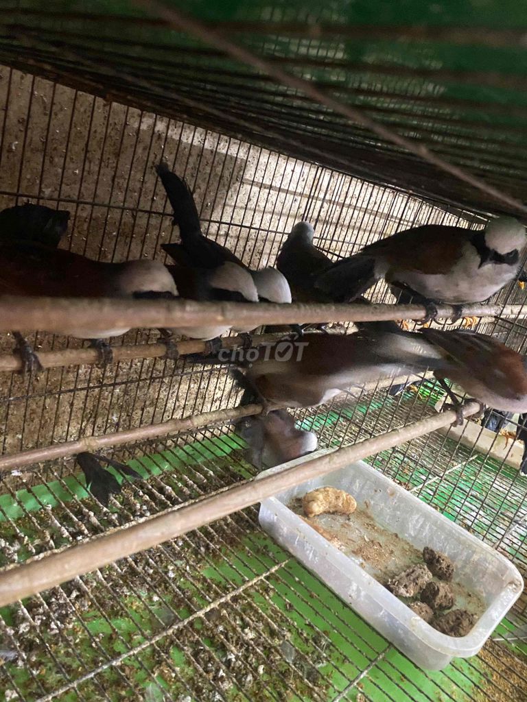 Chim Khướu đầu bạc. Mua bán Chim tại Quận 12 Tp Hồ Chí Minh được đăng bởi Xu Cà Bo hình 1