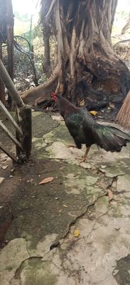 Gà ô ướt 2kg9 thua xỉu mắt còn bầm 1 con. Mua bán Gà tại Quận 7 Tp Hồ Chí Minh được đăng bởi Minh Duy