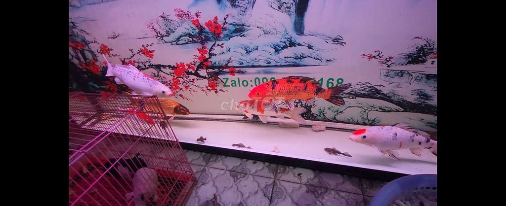 Cá Koi Nhật F1 Lớn. Mua bán Thú cưng khác tại Quận Bình Tân Tp Hồ Chí Minh được đăng bởi Lê Mạnh Phúc hình 1