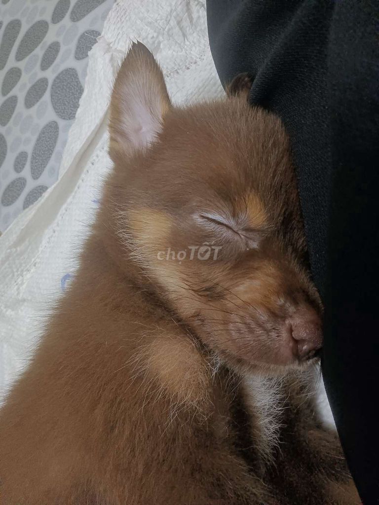 Chó con lai màu nâu đỏ. Mua bán Chó tại Huyện Bàu Bàng Bình Dương được đăng bởi Em Mệt Rồi hình 2