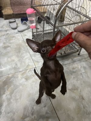 Chó Chihuahua Cái Socola Hơn 3 tháng