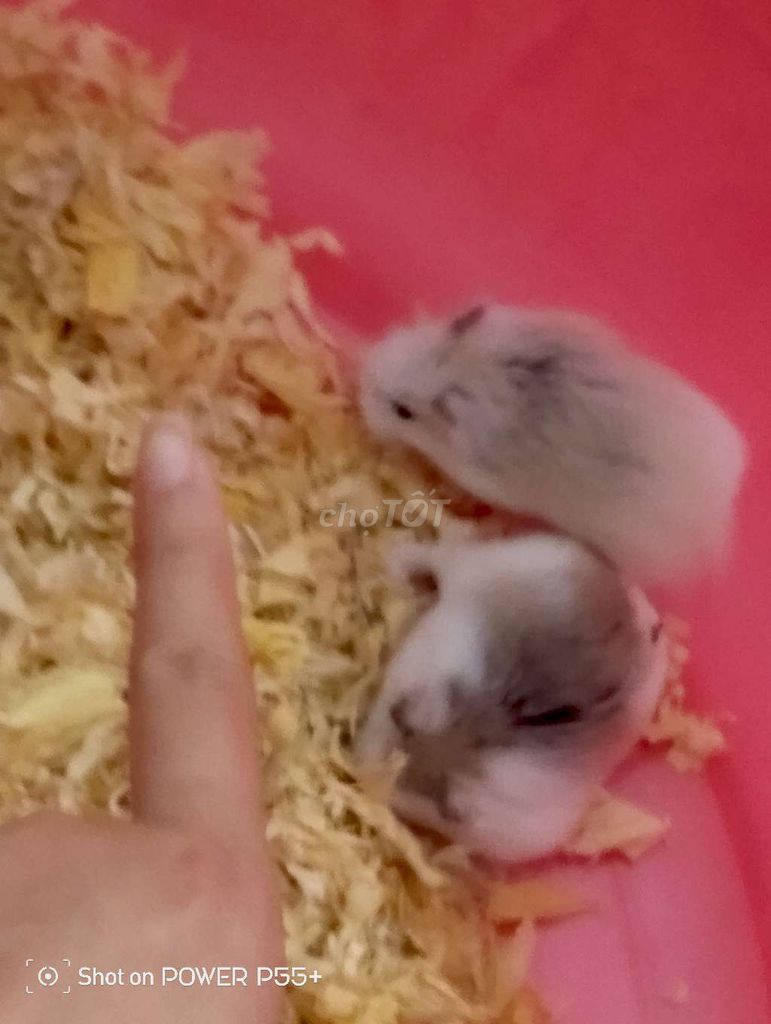 Chuột Hamster khỏe mạnh. Mua bán Thú cưng khác tại Huyện Thanh Trì Hà Nội được đăng bởi Ta N hình 1