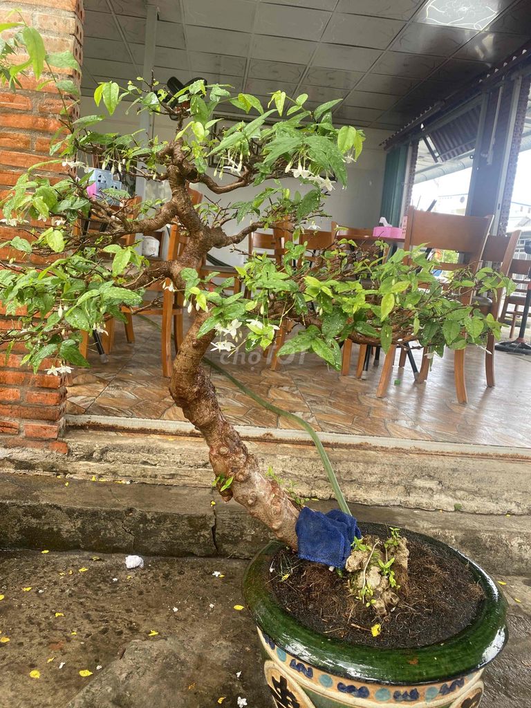 Cây cảnh Bonsai. Mua bán Cây cảnh, đồ trang trí tại Huyện Thới Bình Cà Mau được đăng bởi Lê Thanh trường hình 1