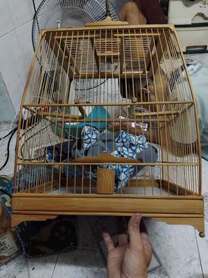 Dư dùng gl. Mua bán Chim tại Quận 4 Tp Hồ Chí Minh được đăng bởi Nguyen Tung