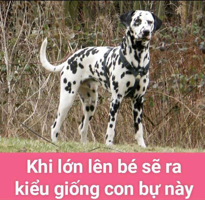 Chó Đốm nhỏ khi lớn lên giống kiểu Đốm như con bự. Mua bán Chó tại Quận 1 Tp Hồ Chí Minh được đăng bởi Nguyễn Huy hình 1