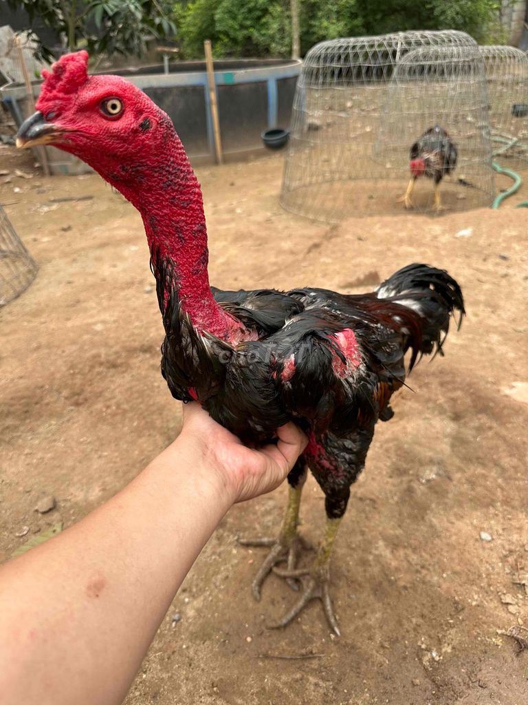 Gà chọi Tía chân xanh Đực 2.8kg thanh lý. Mua bán Gà tại Quận Hoàng Mai Hà Nội được đăng bởi Gà Chọi Nam Việt hình 1