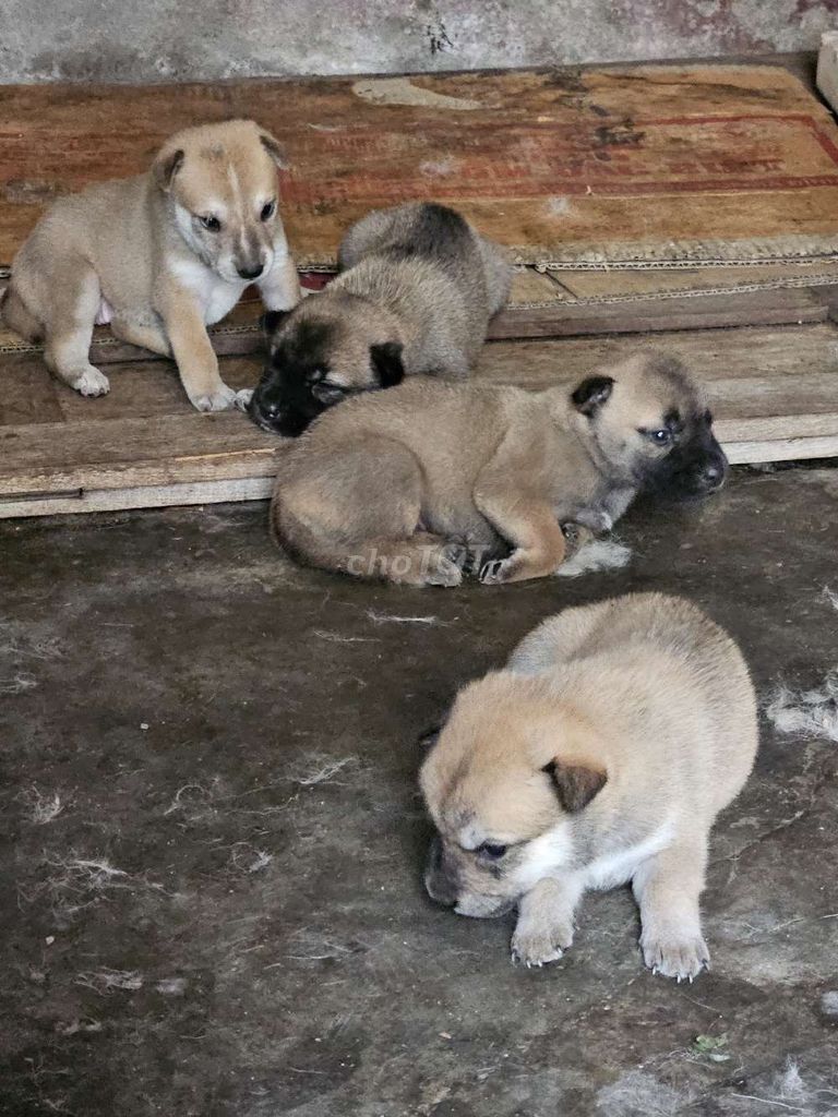 Chó con cái hơn 1 tháng tuổi. Mua bán Chó tại Huyện Đăk Pơ Gia Lai được đăng bởi Nam hình 1