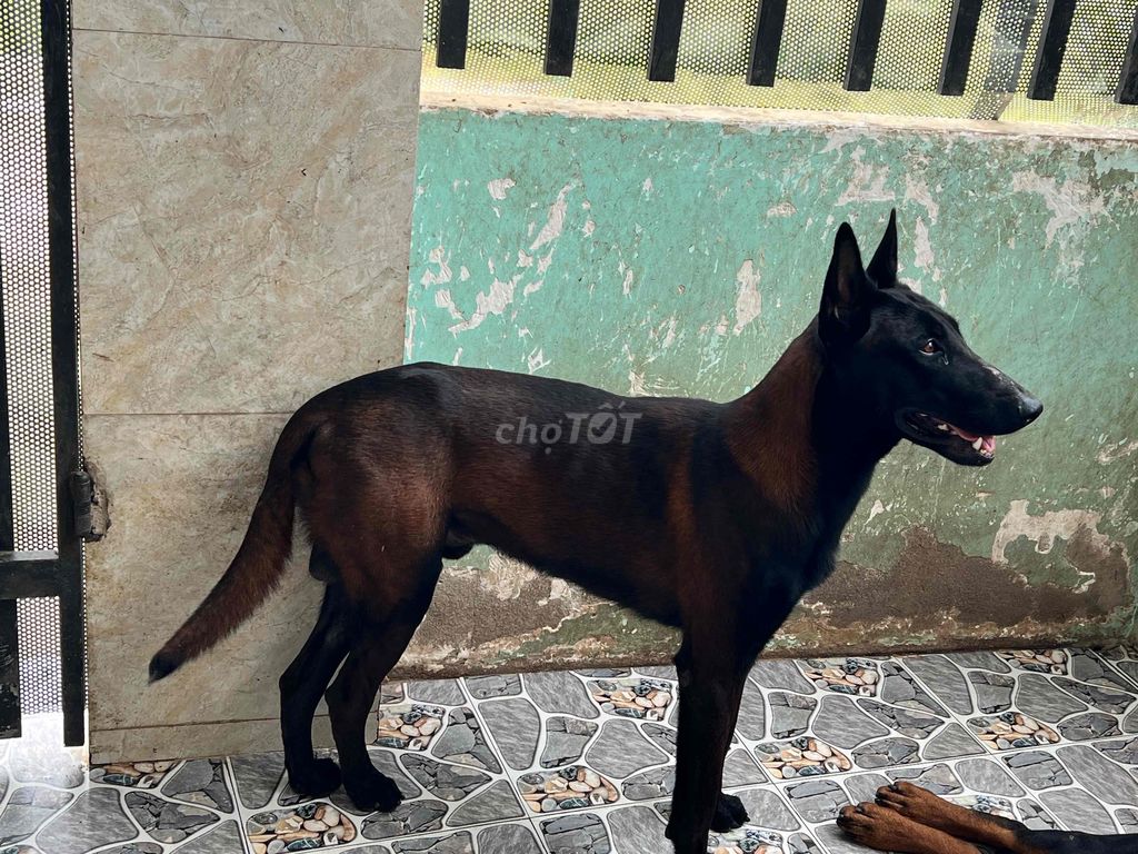 Chó Becgie Bỉ Đen nâu Khỏe mạnh. Mua bán Chó tại Thành phố Biên Hòa Đồng Nai được đăng bởi Phụ Tùng Chính Hãng hình 1