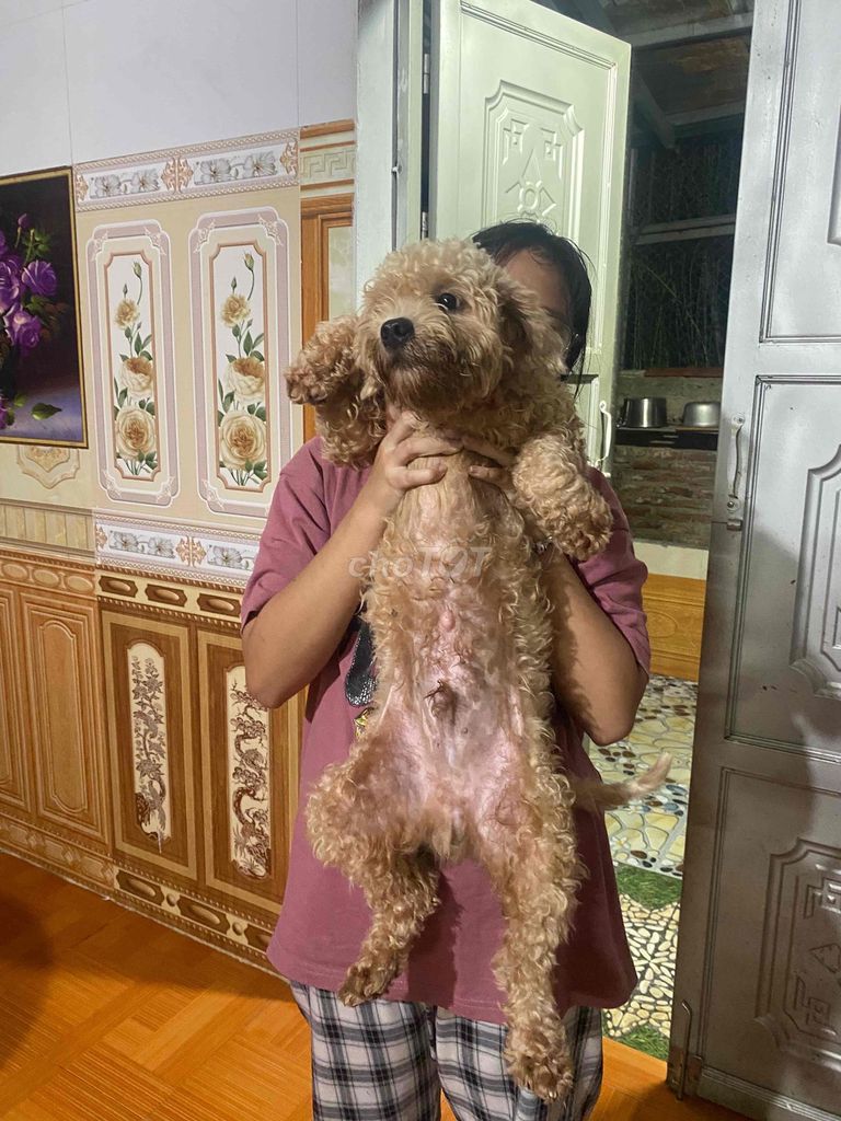 Chó Poodle đực Nâu dưới 1 tuổi và bé chó Trắng cái. Mua bán Chó tại Huyện Đoan Hùng Phú Thọ được đăng bởi Nguyễn Hồng Gia An hình 1
