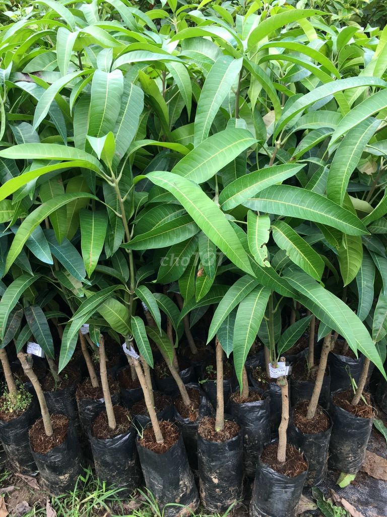 Cây giống Xoài tím. Mua bán Đồ chuyên dụng, Giống nuôi trồng tại Huyện Gia Lâm Hà Nội được đăng bởi Nhà vườn tuấn muôn  hình 1