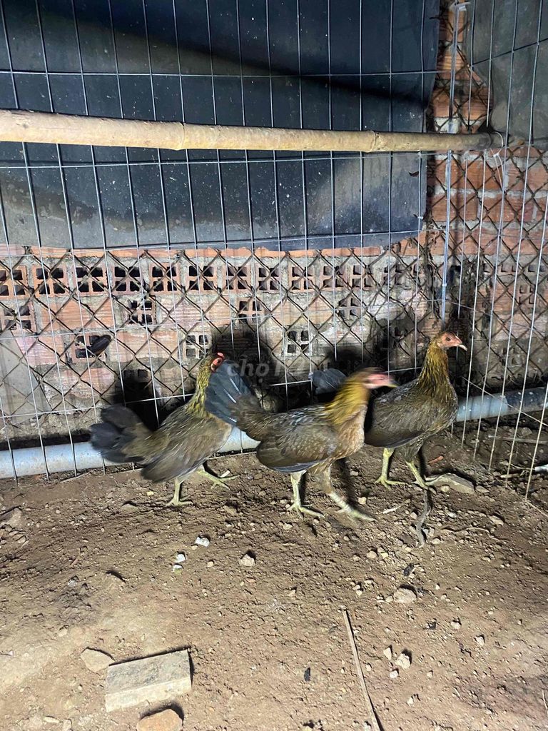 Thanh lý bớt mái. Mua bán Gà tại Huyện Gò Dầu Tây Ninh được đăng bởi Nguyễn Phúc Thịnh hình 1