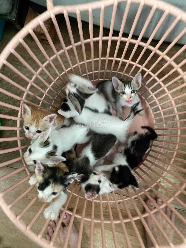 Mèo Tam thể 2 tháng tuổi. Mua bán Mèo tại Quận Tân Phú Tp Hồ Chí Minh được đăng bởi Nguyễn Gia Huy hình 1