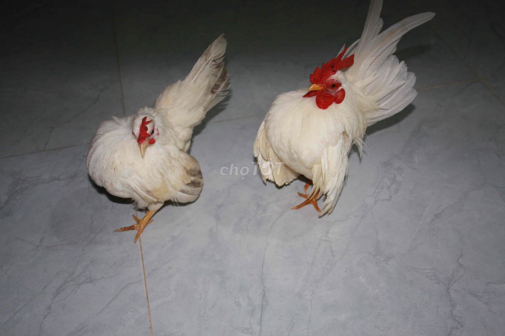 Gà mini Trắng Cả hai. Mua bán Gà tại Huyện Bình Chánh Tp Hồ Chí Minh được đăng bởi PHAm ha hình 1