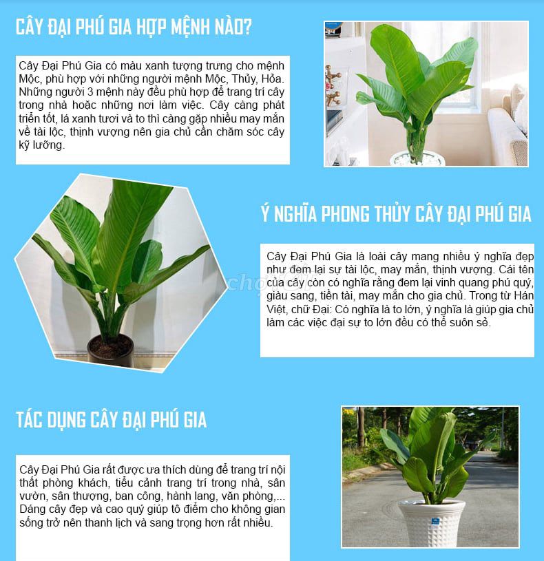 Cây Đại Phú Gia phong thủy