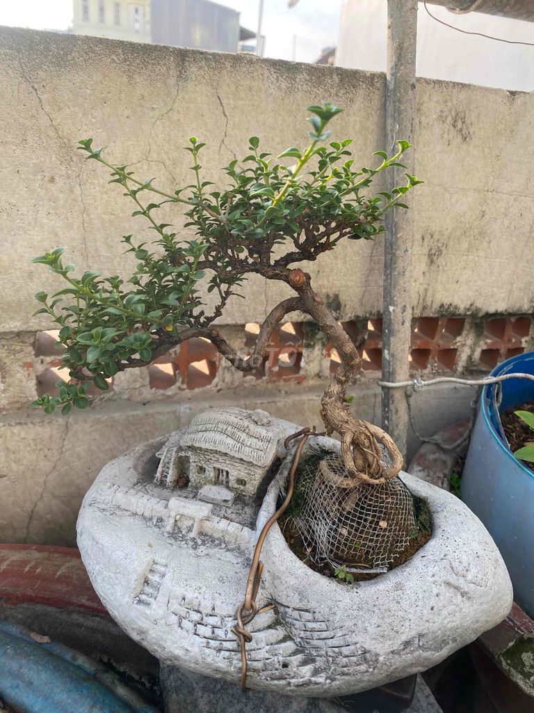 Cây cảnh Bonsai Sam hương. Mua bán Cây cảnh, đồ trang trí tại Quận 11 Tp Hồ Chí Minh được đăng bởi phong nguyen hình 1