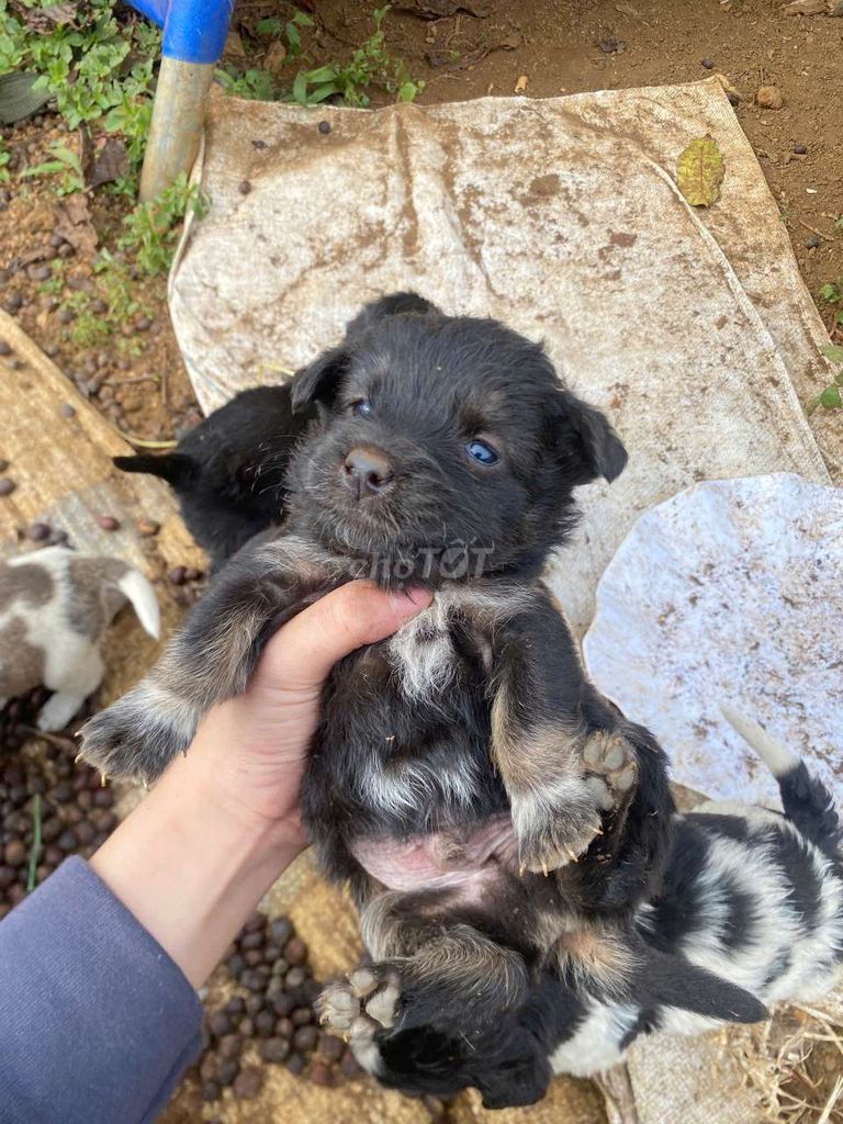 Mình bán chó cho người yêu chó nha.