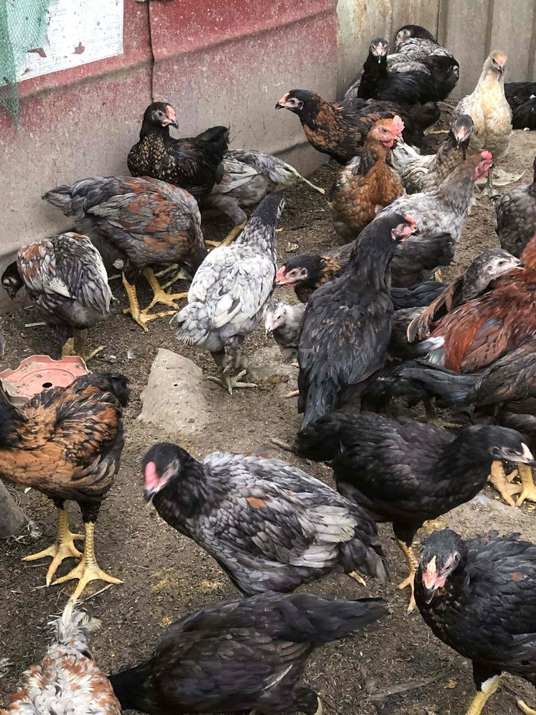 Gà Đa màu Cả hai. Mua bán Gà tại Thị xã Hương Trà Thừa Thiên Huế được đăng bởi Hoàng hải hình 1