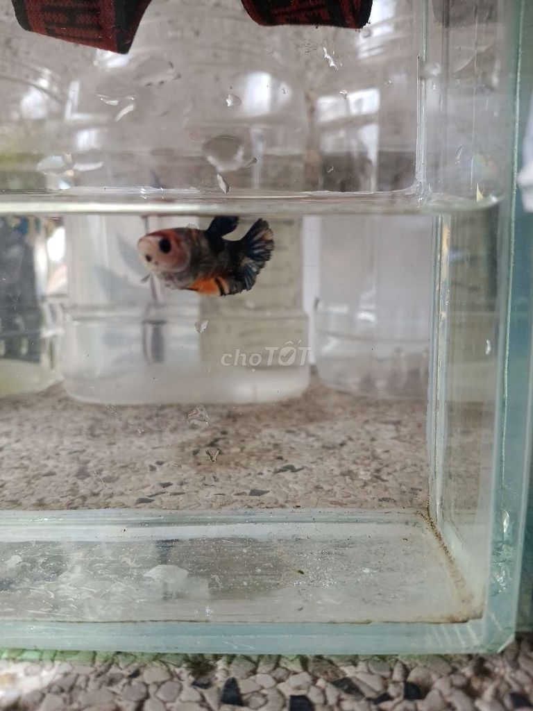 Cá betta 4. Mua bán Thú cưng khác tại Huyện Trà Ôn Vĩnh Long được đăng bởi Hồng Thúy hình 2