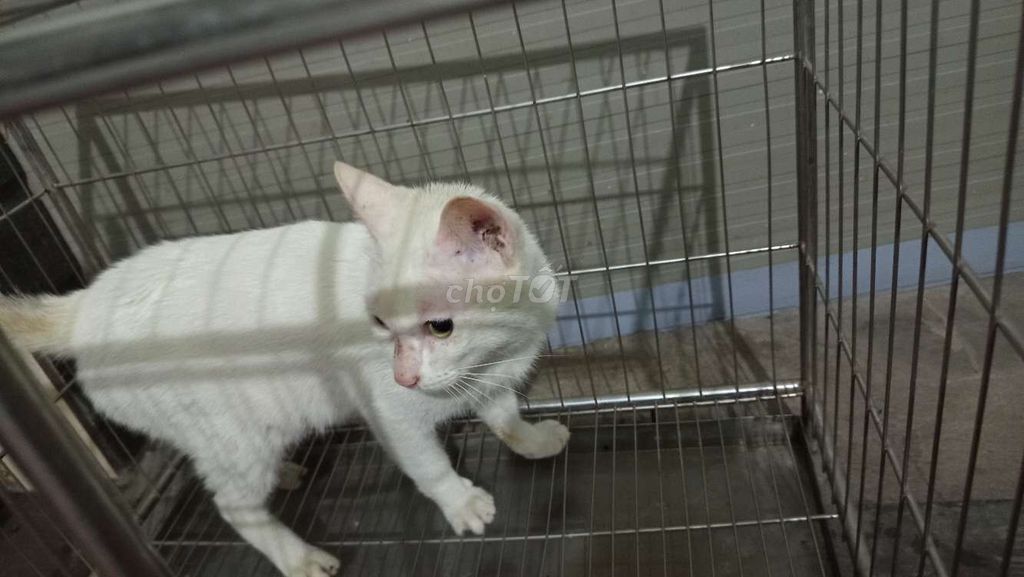 Mèo Trắng đực 1.5 năm. Mua bán Mèo tại Quận Hoàng Mai Hà Nội được đăng bởi Chip Chip hình 1