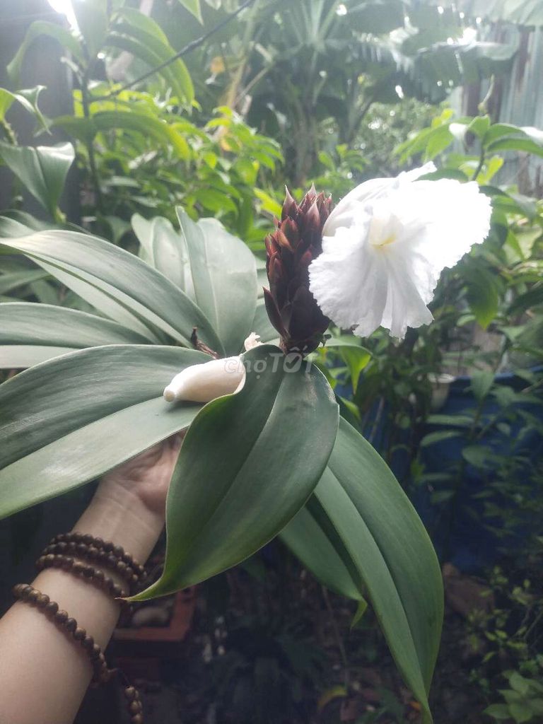 Cây Cát Lồi . Mua bán Cây cảnh, đồ trang trí tại Huyện Bình Chánh Tp Hồ Chí Minh được đăng bởi Hồng Kiểm hình 1