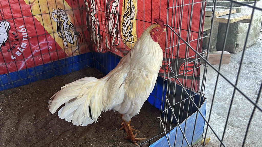 Gà chọi Bướm thái 3kg. Mua bán Gà tại Huyện Long Phú Sóc Trăng được đăng bởi Farm Gà đá ST  hình 1
