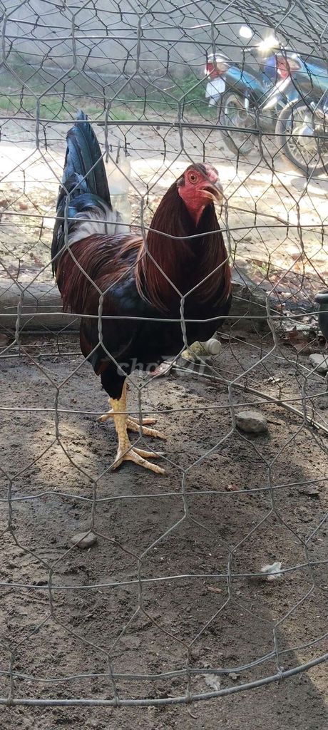 mỹ kelso rặc 3kg060 trạng 3k3 3k4. Mua bán Gà tại Huyện Tịnh Biên An Giang được đăng bởi Mr Chicken AG hình 1