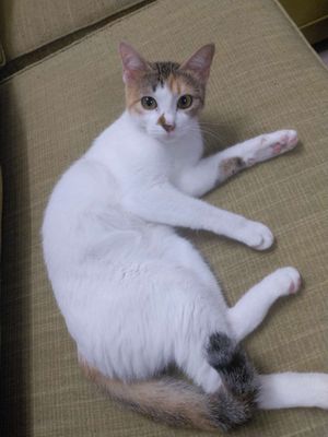 Cần tìm nhà mới cho 2 bé mèo ta. Mua bán Mèo tại Quận 7 Tp Hồ Chí Minh được đăng bởi Nguyễn Thành Nhân