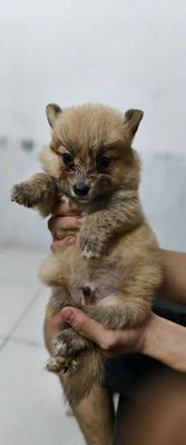 Corgi Lai Phốc Sốc