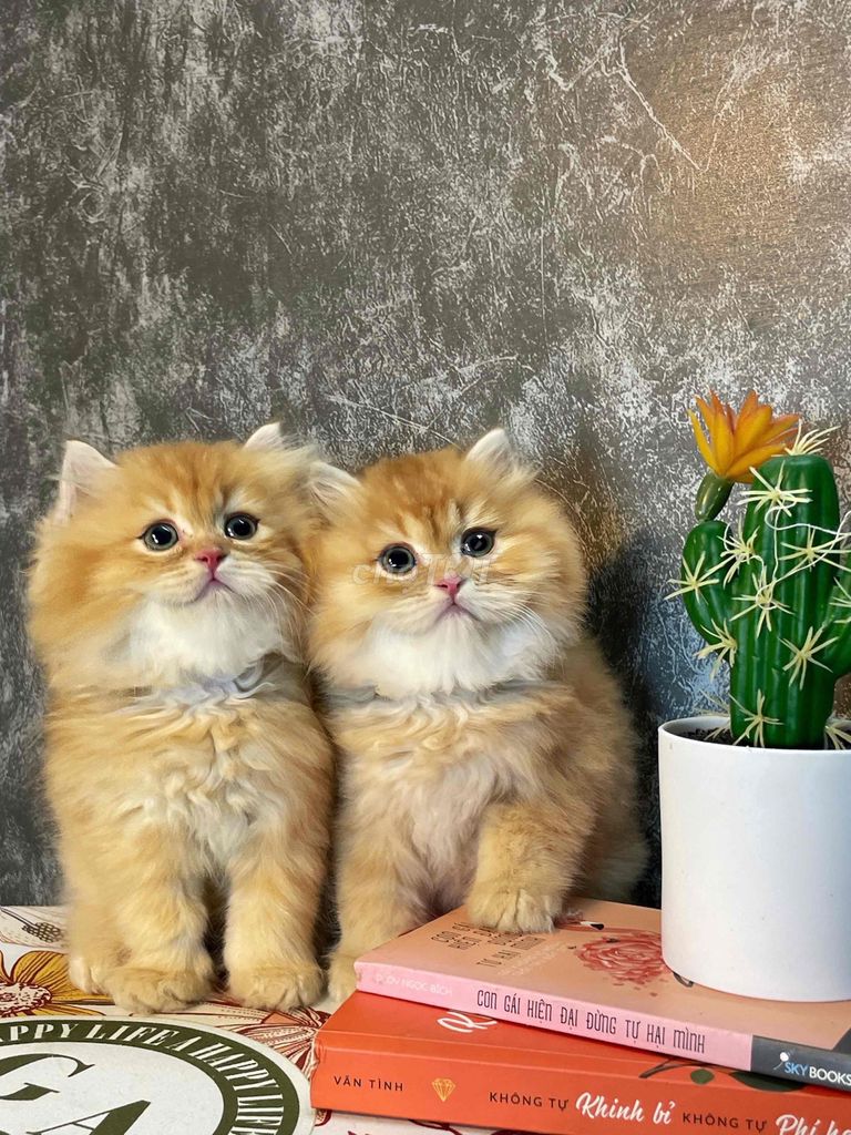 mèo cam tai tiếng siêu đẹp. Mua bán Mèo tại Quận 1 Tp Hồ Chí Minh được đăng bởi Như Ý hình 6