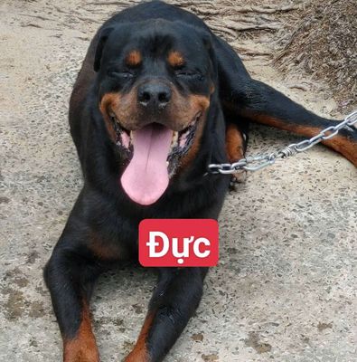 Đực Khủng Long... Mua bán Chó tại Thành phố Tây Ninh Tây Ninh được đăng bởi Nhân Rottweiler 