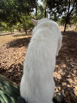 Mèo Munchkin chân ngắn trắng đã tiêm