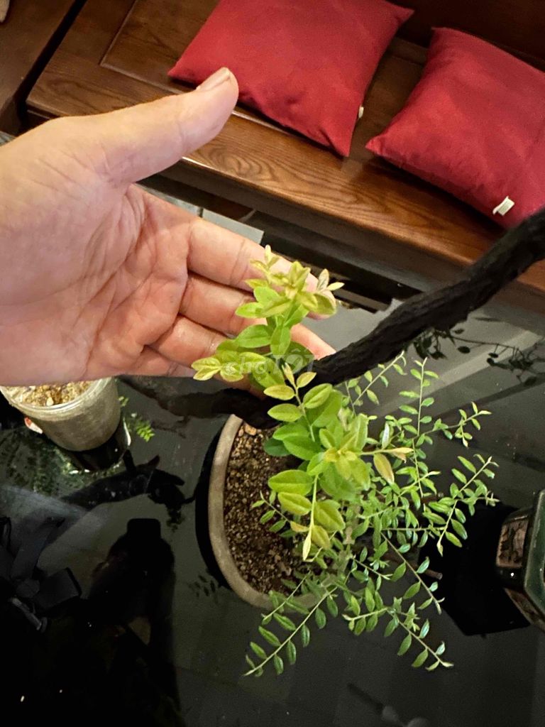 Cây muội hồng trồng 6 tháng. Mua bán Cây cảnh, đồ trang trí tại Huyện Thường Tín Hà Nội được đăng bởi minh phúc hình 1