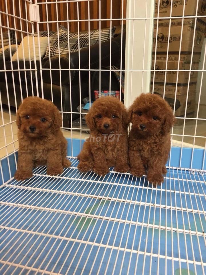 0976628408 - Chó Poodle thuần chủng nhà đẻ! Ship tận nhà!