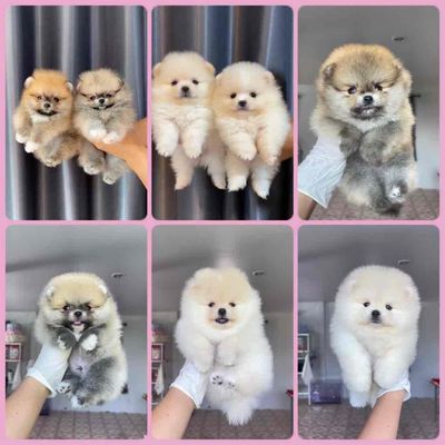 Phốc Sóc - Pomeranian - Gen Tốt Giá Từ 4m 💕. Mua bán Chó tại Quận 10 Tp Hồ Chí Minh được đăng bởi Cậu Bé Bán Chó 