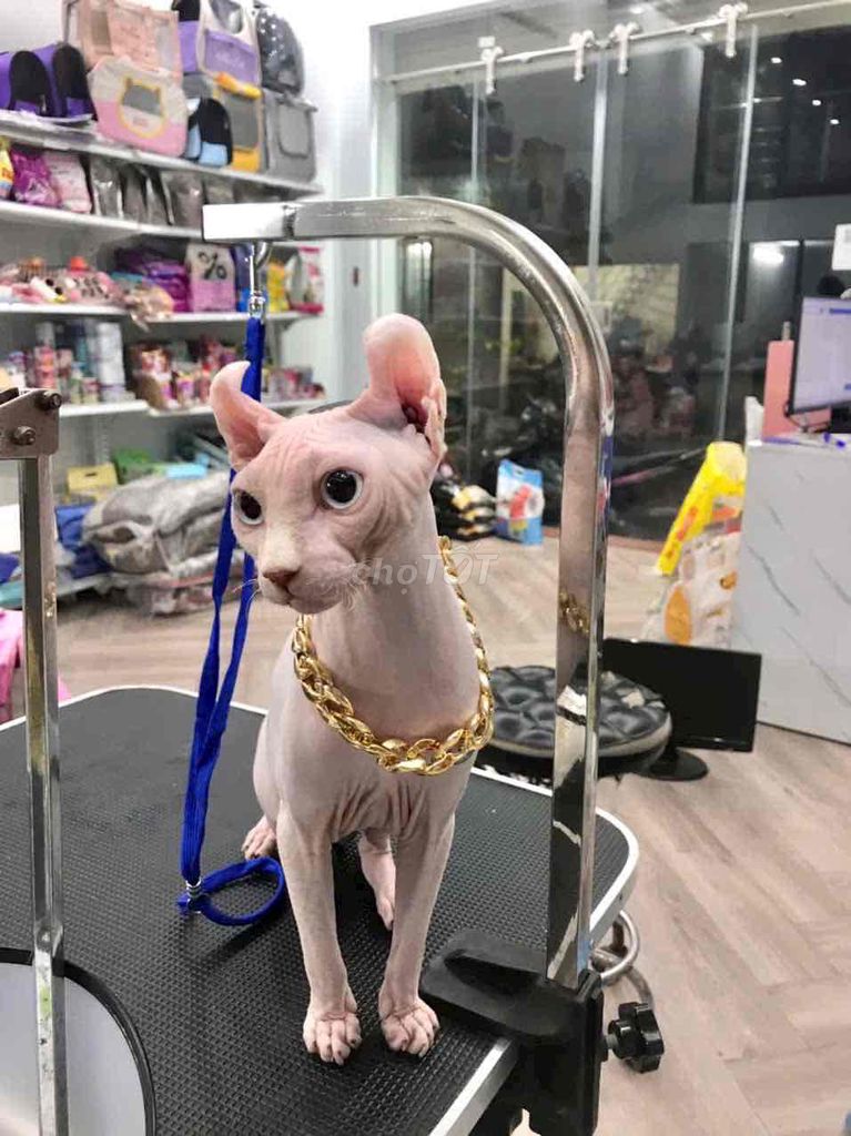 cần tìm nhà mới cho bé sphynx. Mua bán Mèo tại Quận Thanh Xuân Hà Nội được đăng bởi Thành ha Le hình 1