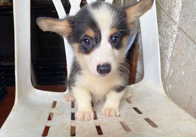 BÉ CORGI TÌM NHÀ MỚI Ạ