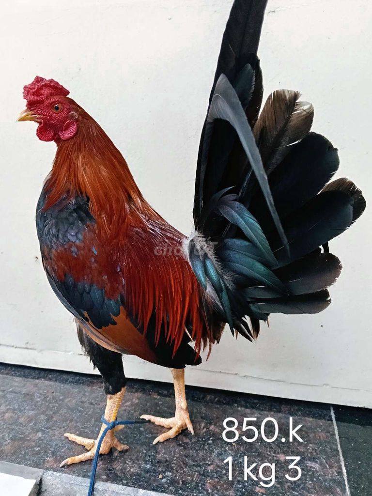 điều chân vàng 1 kg 3 gà zin ae nhé . Mua bán Gà tại Quận Gò Vấp Tp Hồ Chí Minh được đăng bởi nam gà tre  hình 1