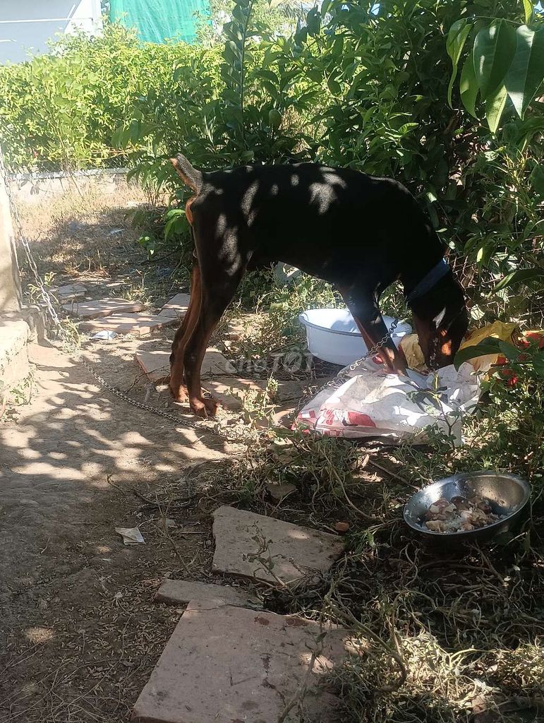 Chó doberman đực. Mua bán Chó tại Quận 6 Tp Hồ Chí Minh được đăng bởi Minh hình 2