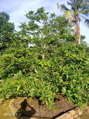 Mai vàng đế đẹp. Mua bán Cây cảnh, đồ trang trí tại Huyện Châu Thành Đồng Tháp được đăng bởi a bảo