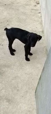 Mông cộc thỏ. Mua bán Chó tại Huyện Bàu Bàng Bình Dương được đăng bởi MrPhong