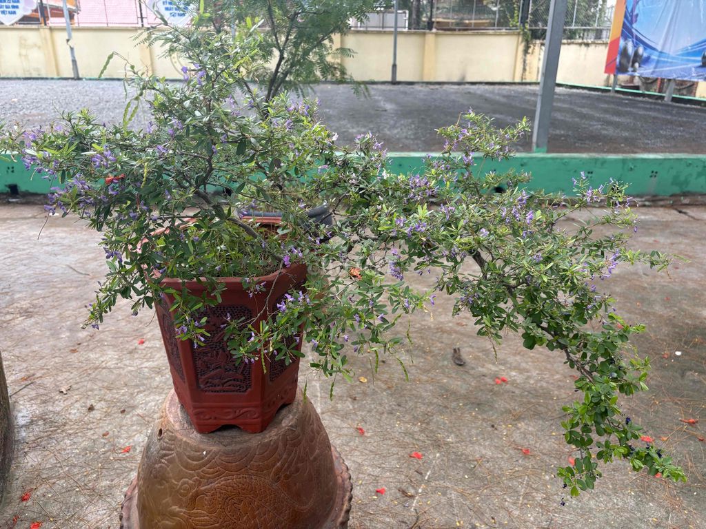 Chậu Linh Sam ghép 3 màu dáng bay. Mua bán Cây cảnh, đồ trang trí tại Thành phố Thuận An Bình Dương được đăng bởi Phước hình 1