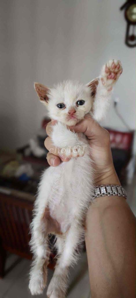 Mèo Anh lông dài trắng hơn 1 tháng tuổi. Mua bán Mèo tại Thành phố Buôn Ma Thuột Đắk Lắk được đăng bởi Anh Phạm hình 1